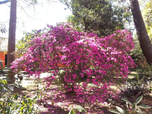 Taman di luar Hotel Pousada Cata Branca