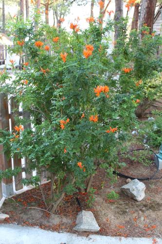 a tree with orange flowers in a yard at Résidence Tramariccia in Calvi