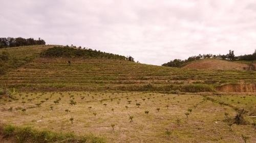a field of grass with trees on a hill at Ditrek Adventure in Ðại Lào