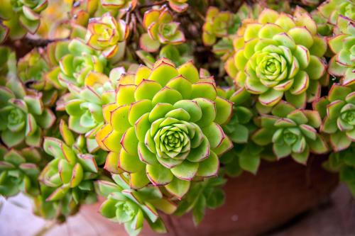 a bunch of green and yellow succulent plants at Hotel Terminal - Caroli Hotels in Leuca