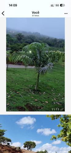 two pictures of a palm tree in a field at Sítio monte alegre in Sobral