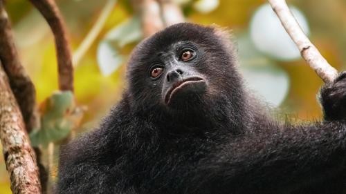 a gorilla sitting in a tree at Chan-Kah Resort Village in Palenque