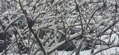 a tree covered in snow in front of a car at Apartament Central in Câmpina