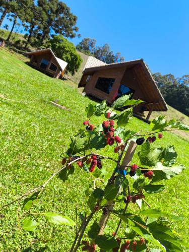 a bush with red berries in a field of grass at Pousada das Castanheiras in Monte Verde