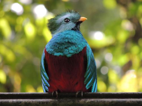 a blue and red bird sitting on a pole at Hotel de Montaña Suria in San Gerardo de Dota