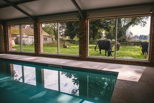 a house with a swimming pool with cows in the yard at The Cottages at Launceston Farm in Blandford Forum