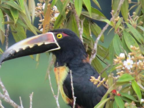 a black bird with a long beak sitting in a tree at Rinconcito Verde in Ujarrás