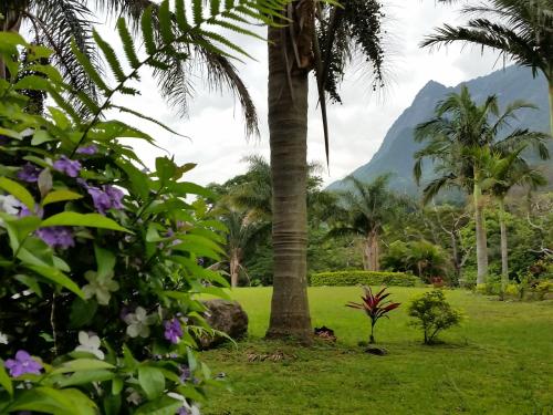 a palm tree in a lush green field with flowers at Hana Mana in Yakushima
