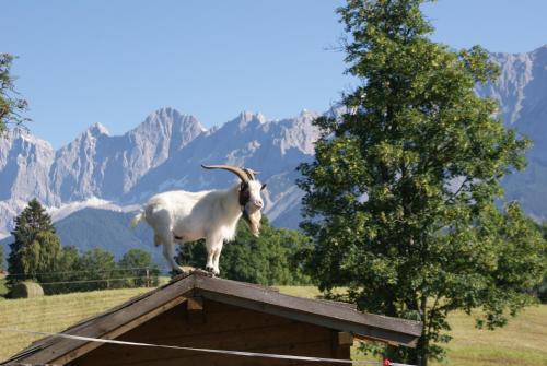 a goat standing on top of a roof at Pension Stammerhof in Schladming