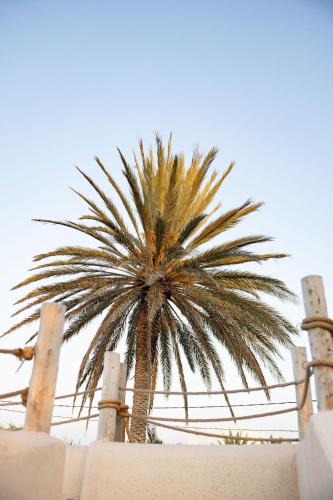 a palm tree in front of a fence at Maison Flamingo - Boutique hôtel in Essaouira