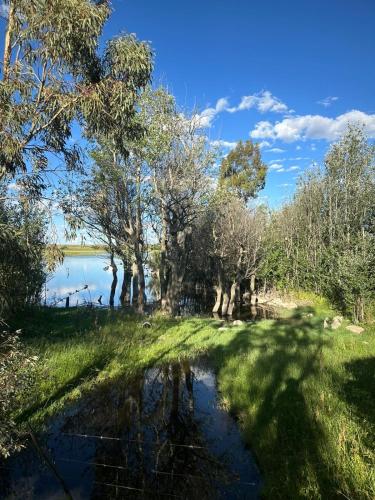 a pond in a field with trees and a body of water at Shepherd's Cottage Smithfield in Smithfield