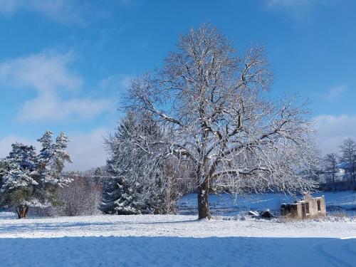a tree in a field covered in snow at Gîte Sous le marronnier jusqu'à 10 personnes in Hadol