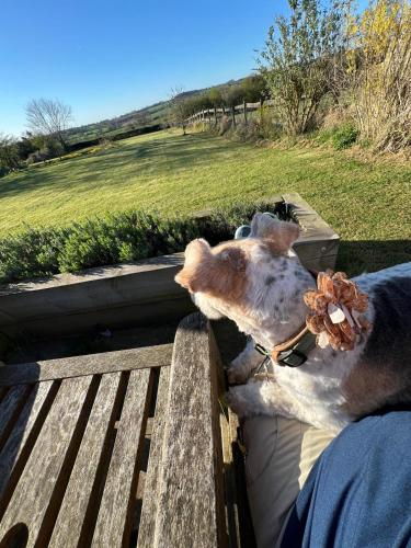 Et eller flere kæledyr der bor med gæster på Highfields Farm B&B