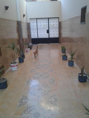 a dog standing in the middle of a room with plants at Al Dahar apartments Hurghada in Hurghada