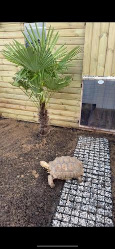 a turtle on the ground next to a house at Galactic getaways PLUTO in Prestatyn