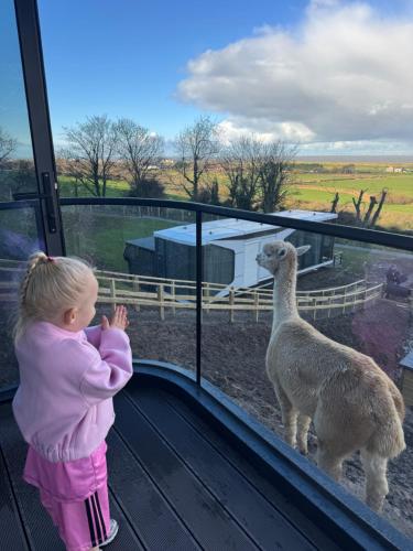 a little girl standing in front of a window looking at a llama at Galactic getaways PLUTO in Prestatyn