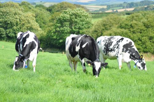 three cows grazing in a field of grass at Sheldon Barn in Bideford