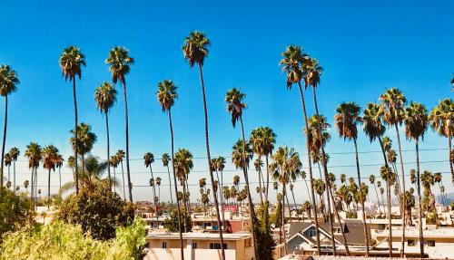 a group of palm trees in a city at Irolo Guesthouse in Los Angeles