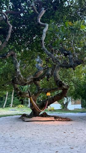 a tree with a hammock in the middle of it at Pouso do Cajueiro - Moreré in Cairu