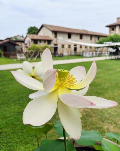 two white and yellow flowers in a yard at Agriturismo il Vagabondo in Buttrio
