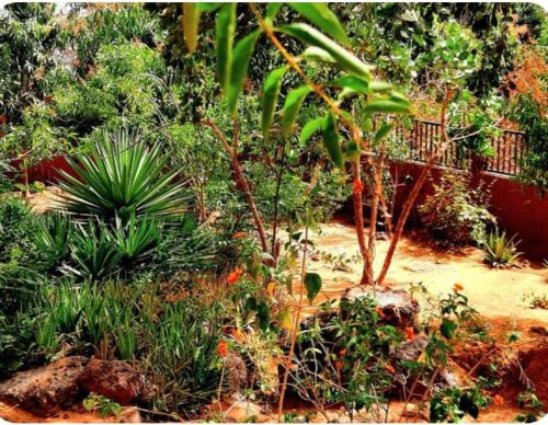 a garden with plants and trees and a fence at Villa AfricaSolly in Poponguine
