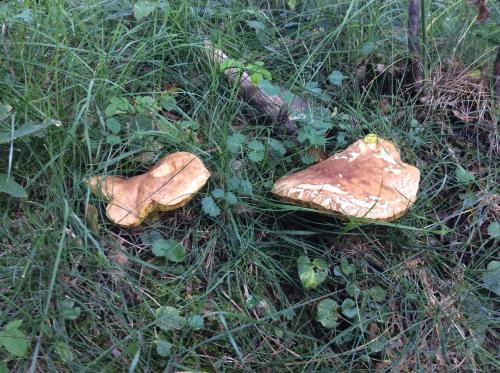 two mushrooms sitting on the ground in the grass at Casa Rural Era de Ferro in Erill la Vall