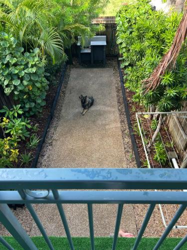a cat sitting on the ground next to a bench at PET FRIENDLY Coolview in Cannonvale