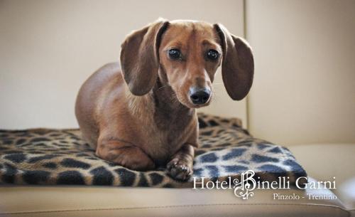 a dog with floppy ears sitting on a dog bed at Hotel Binelli in Pinzolo