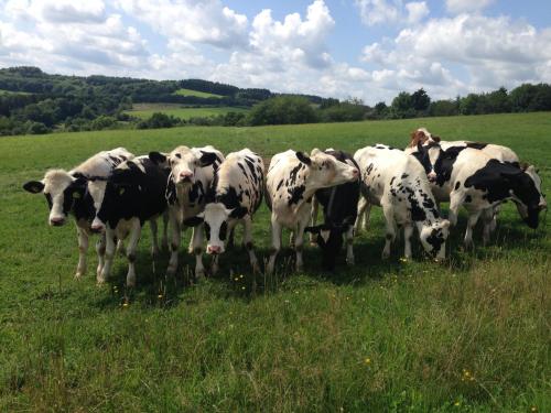 a herd of cows standing in a field of grass at Forsthaus in Katzwinkel in Katzwinkel