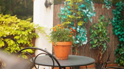 a potted plant sitting on top of a table at Penzion Zatisi in Mikulov