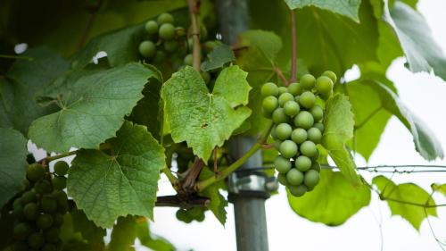 a bunch of green grapes hanging from a tree at Penzion Zatisi in Mikulov