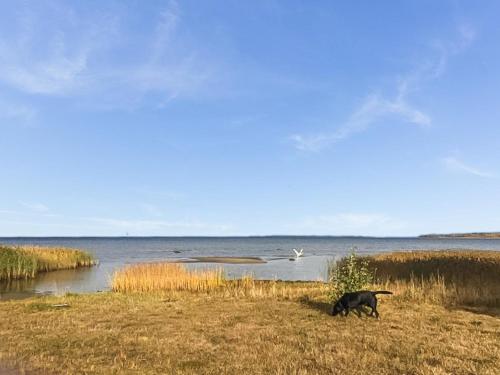 a black dog walking in the grass near a body of water at Holiday Home Merivanamo by Interhome in Haukipudas