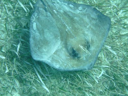 a green rock sitting on the grass at The Crimson Orchid Inn at Orchid Bay in Corozal