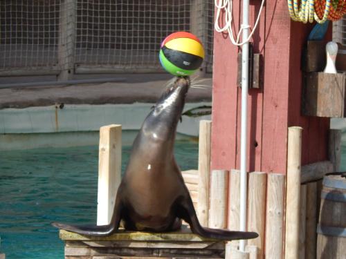 a seal playing with a beach ball on its head at AMC Flamingo Land Caravan, Motorhome & Campervan Hire in Kirby Misperton