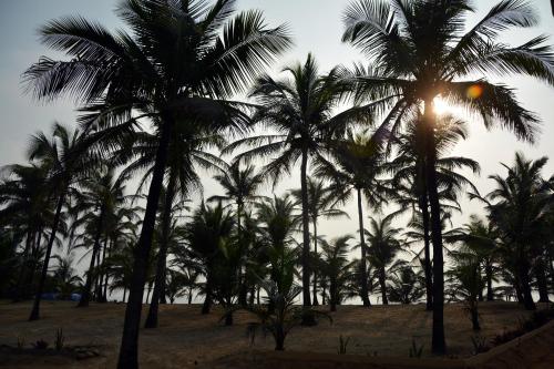 a group of palm trees on the beach at C Roque Beach Resort in Colva