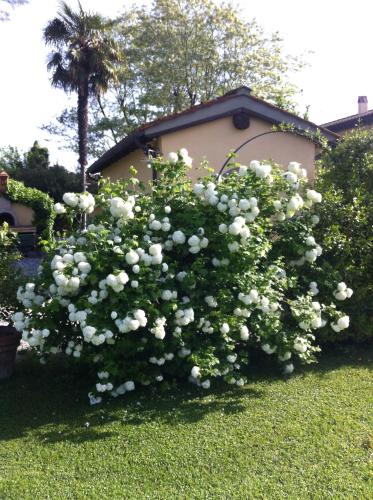 Zahrada ubytování Fattoria di Migliarino