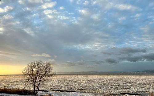 a tree in the middle of a snow covered field at Auberge Foin de mer in Kamouraska