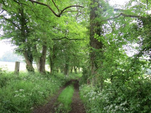 a path through a field with trees and flowers at Le Chant Des Fees in Notre-Dame-de-Courson