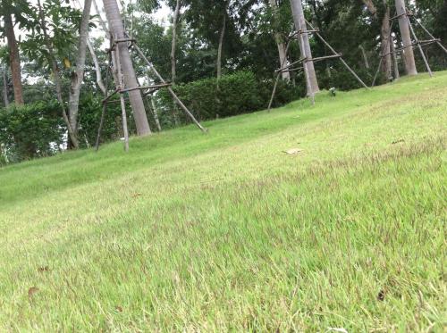 a field of green grass with trees in the background at Amaretto Hostel in Surat Thani