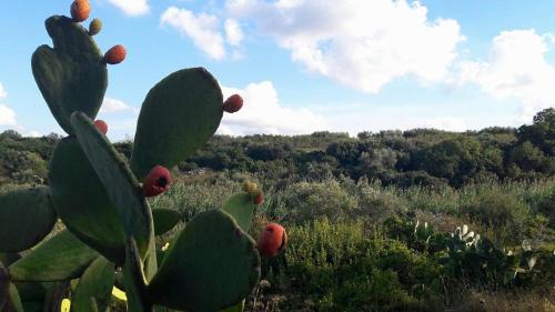 a prickly pear cactus in the middle of a field at Posta Santa Croce in Bisceglie