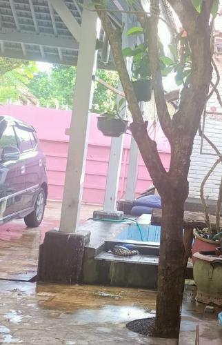 a tree in front of a pink house at FM Homestay Banyuwangi in Banyuwangi