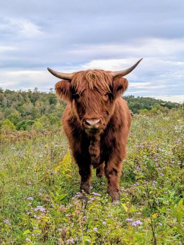 a brown bull standing in a field of flowers at The Primrose in Logan