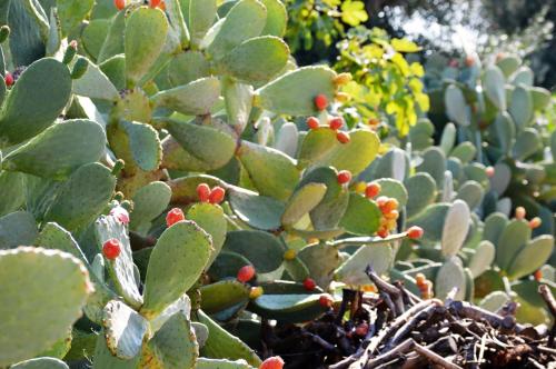 a green cactus with red berries on it at Masseria Torrepietra in Monopoli
