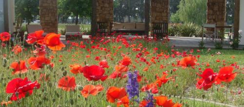 a field of poppies and other flowers in a park at Hotel Boutique Posada Piedras Blancas in Santa Rosa