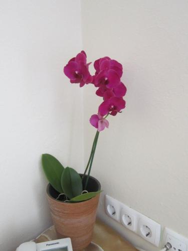 a purple flower in a pot on a table at Guest House Veronika in Kočevje