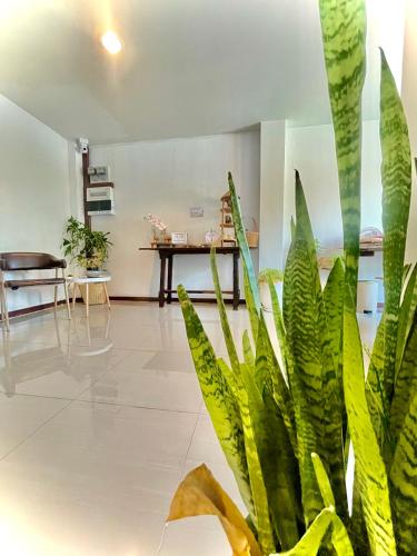 a plant in the middle of a room with a table at ปันสุขโฮมเทล Pansuk Hometel in Nakhon Phanom