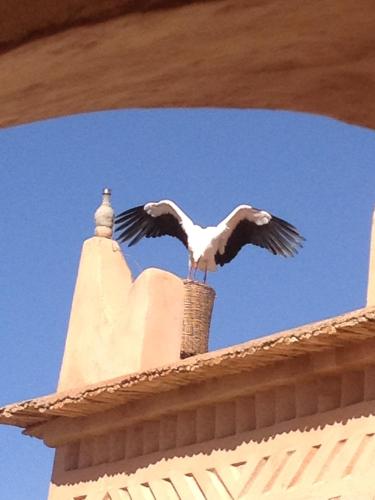 a bird perched on top of a building at Kasbah Titrit & Spa in Aït Ben Haddou