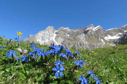 a field of blue flowers in front of a mountain at Spisshof in Grins