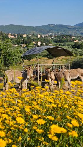 Agriturismo Fattoria Di Maiano