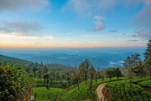 a road through a tea plantation at sunset at Vantage hills Haputale in Haputale